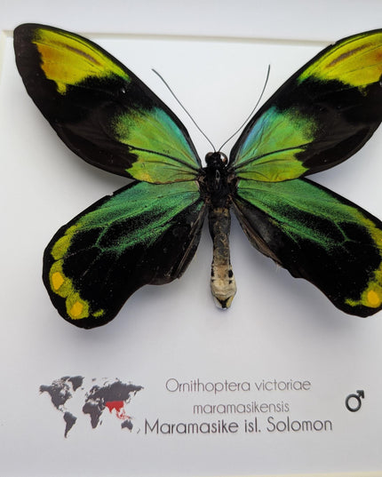 Framed Queen Victoria Birdwing Butterfly: Ornithoptera Victoriae (10" x 10")
