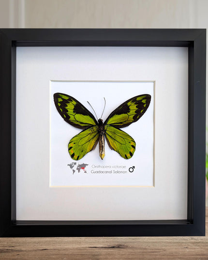 Taxidermy Queen Victoria Birdwing Butterfly, Rare Salomon Island Specimen, 10"x10"