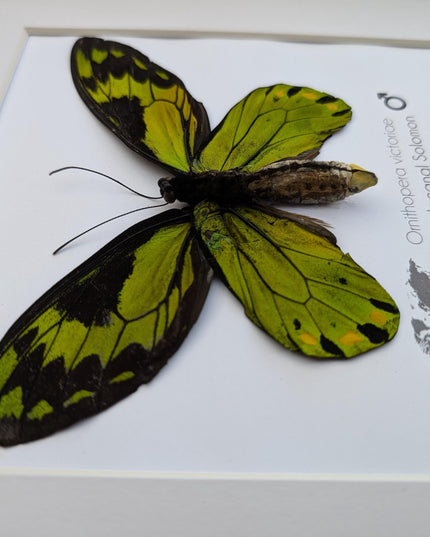 Taxidermy Queen Victoria Birdwing Butterfly, Rare Salomon Island Specimen, 10"x10"