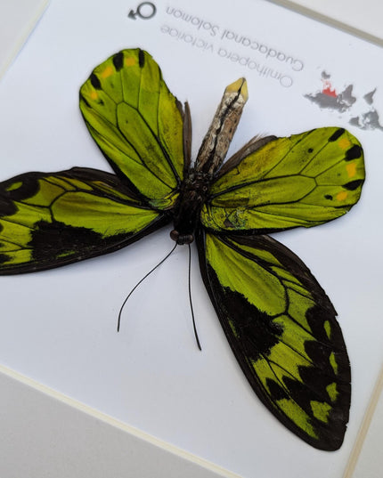 Taxidermy Queen Victoria Birdwing Butterfly, Rare Salomon Island Specimen, 10"x10"