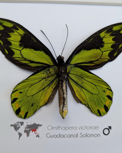 Taxidermy Queen Victoria Birdwing Butterfly, Rare Salomon Island Specimen, 10"x10"