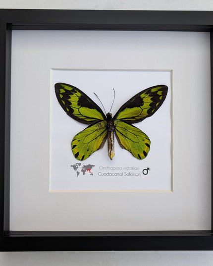 Taxidermy Queen Victoria Birdwing Butterfly, Rare Salomon Island Specimen, 10"x10"