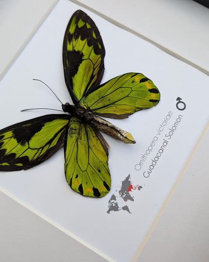 Taxidermy Queen Victoria Birdwing Butterfly, Rare Salomon Island Specimen, 10"x10"