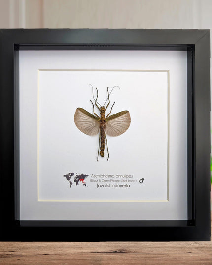 Framed Banded Stick Insect Taxidermy: Ethically Sourced Entomology Art