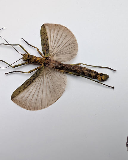 Framed Banded Stick Insect Taxidermy: Ethically Sourced Entomology Art
