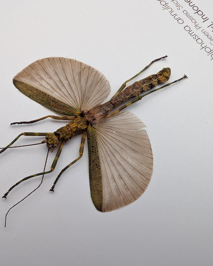 Framed Banded Stick Insect Taxidermy: Ethically Sourced Entomology Art