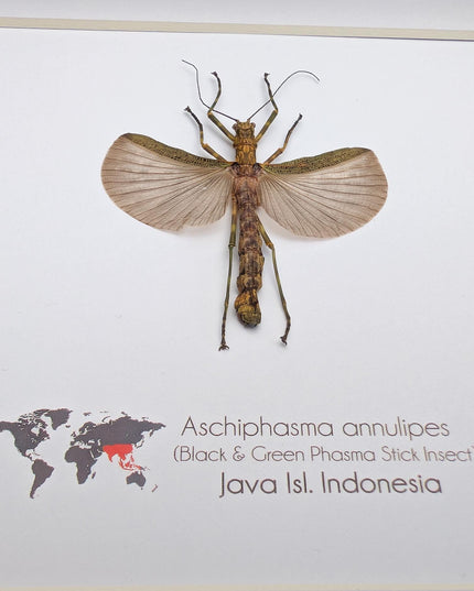 Framed Banded Stick Insect Taxidermy: Ethically Sourced Entomology Art
