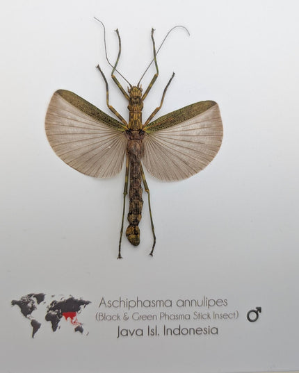 Framed Banded Stick Insect Taxidermy: Ethically Sourced Entomology Art