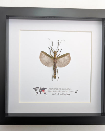 Framed Banded Stick Insect Taxidermy: Ethically Sourced Entomology Art