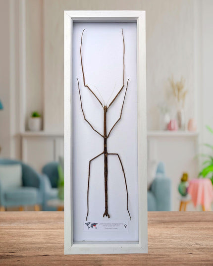 Framed Giant Margin-Winged Stick Insect Taxidermy: Ethically Sourced Entomology Wall Art