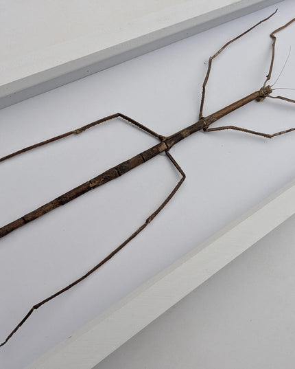 Framed Giant Margin-Winged Stick Insect Taxidermy: Ethically Sourced Entomology Wall Art