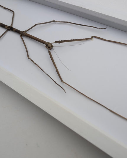 Framed Giant Margin-Winged Stick Insect Taxidermy: Ethically Sourced Entomology Wall Art