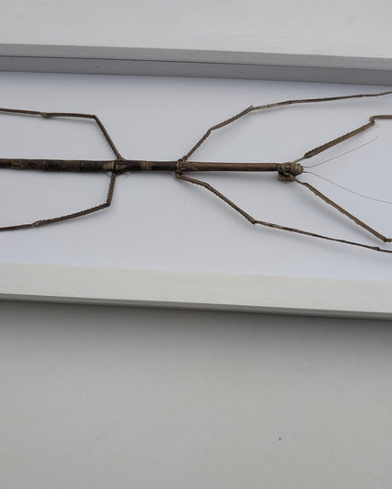 Framed Giant Margin-Winged Stick Insect Taxidermy: Ethically Sourced Entomology Wall Art