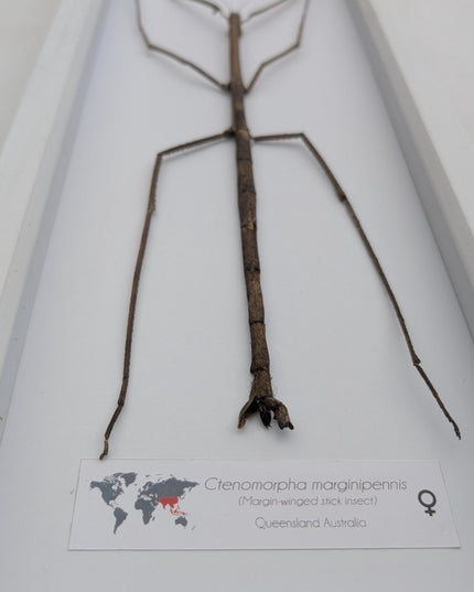 Framed Giant Margin-Winged Stick Insect Taxidermy: Ethically Sourced Entomology Wall Art