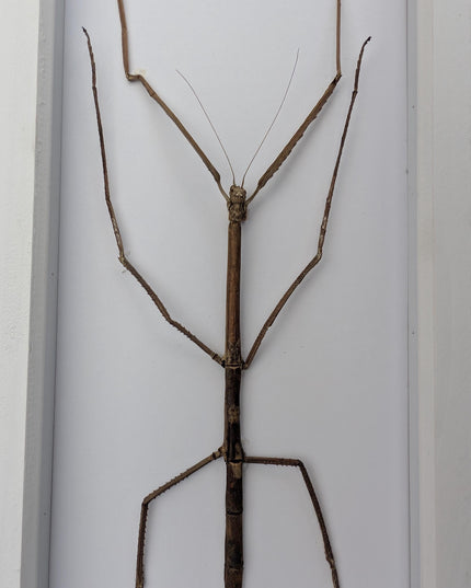 Framed Giant Margin-Winged Stick Insect Taxidermy: Ethically Sourced Entomology Wall Art