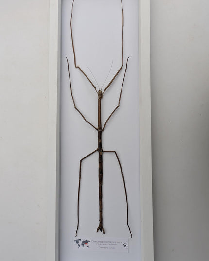 Framed Giant Margin-Winged Stick Insect Taxidermy: Ethically Sourced Entomology Wall Art
