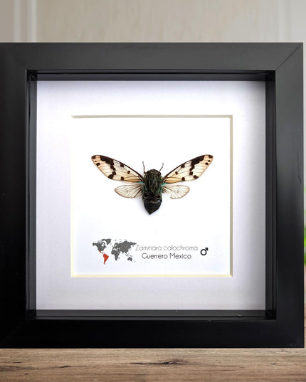Zammara calochroma, framed cicada, taxidermy present, entomology gift, wall decor, nature art, ethically sourced, natural specimen