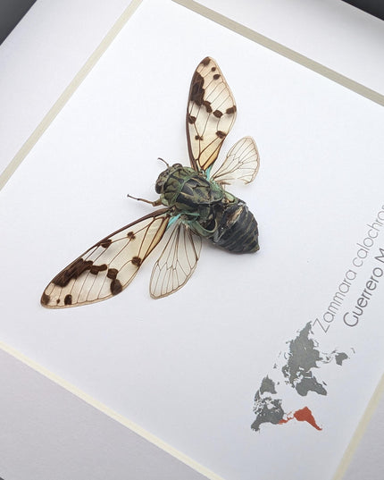 Zammara calochroma, framed cicada, taxidermy present, entomology gift, wall decor, nature art, ethically sourced, natural specimen