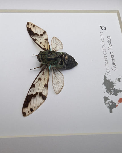 Zammara calochroma, framed cicada, taxidermy present, entomology gift, wall decor, nature art, ethically sourced, natural specimen