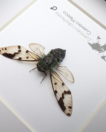 Zammara calochroma, framed cicada, taxidermy present, entomology gift, wall decor, nature art, ethically sourced, natural specimen