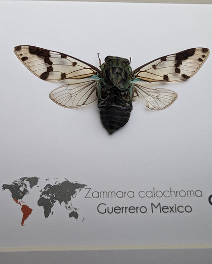 Zammara calochroma, framed cicada, taxidermy present, entomology gift, wall decor, nature art, ethically sourced, natural specimen