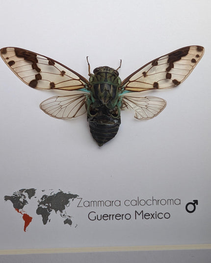 Zammara calochroma, framed cicada, taxidermy present, entomology gift, wall decor, nature art, ethically sourced, natural specimen