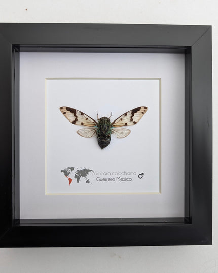 Zammara calochroma, framed cicada, taxidermy present, entomology gift, wall decor, nature art, ethically sourced, natural specimen