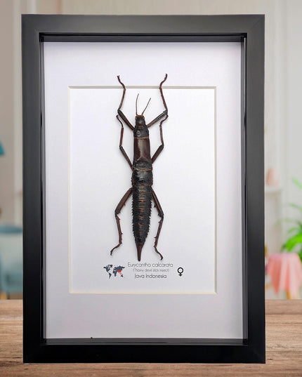 Framed Eurycantha calcarata Female, Giant Spiny Stick Insect, Taxidermy Wall Art