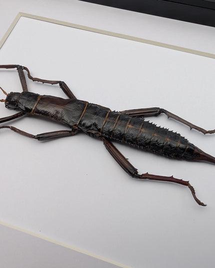 Framed Eurycantha calcarata Female, Giant Spiny Stick Insect, Taxidermy Wall Art