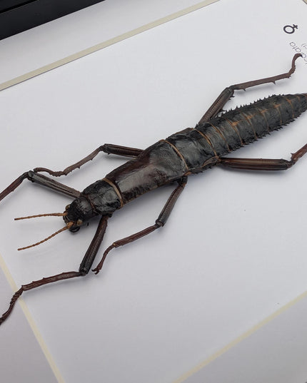 Framed Eurycantha calcarata Female, Giant Spiny Stick Insect, Taxidermy Wall Art