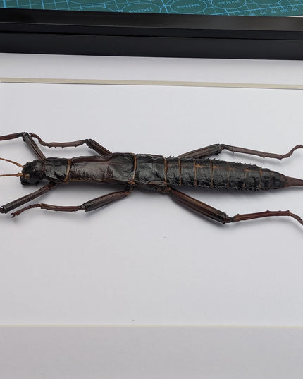 Framed Eurycantha calcarata Female, Giant Spiny Stick Insect, Taxidermy Wall Art