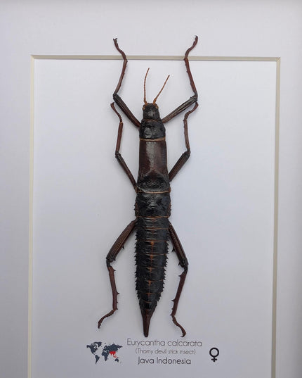 Framed Eurycantha calcarata Female, Giant Spiny Stick Insect, Taxidermy Wall Art