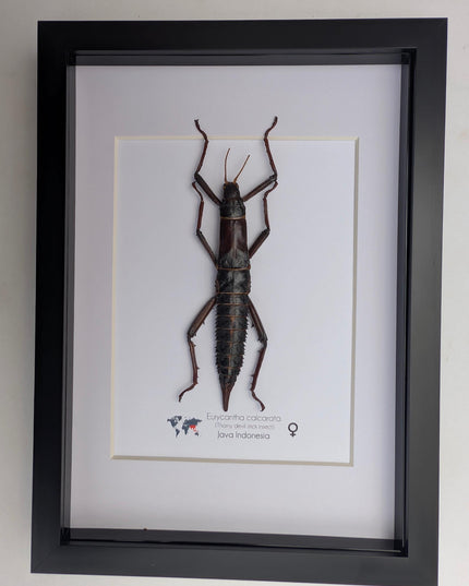 Framed Eurycantha calcarata Female, Giant Spiny Stick Insect, Taxidermy Wall Art