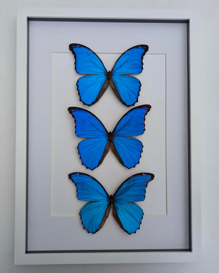 Insectrum Framed Morpho Didius Butterfly Display, A3 Size, Triple Blue Giant Iridescent Specimens, Professional Taxidermy