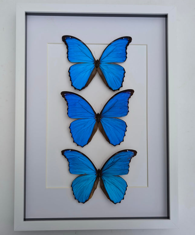 Insectrum Framed Morpho Didius Butterfly Display, A3 Size, Triple Blue Giant Iridescent Specimens, Professional Taxidermy