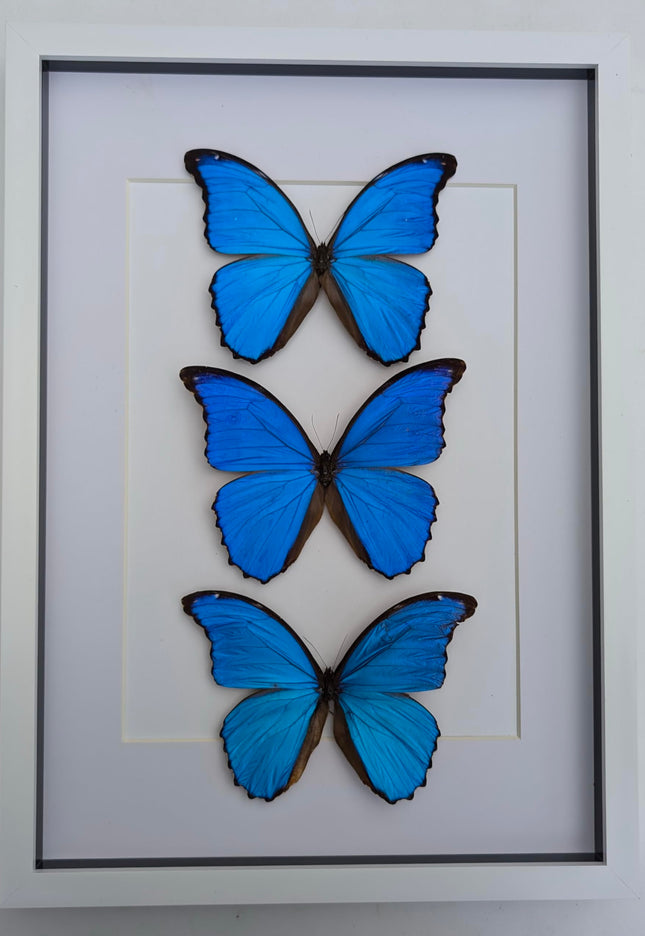 Insectrum Framed Morpho Didius Butterfly Display, A3 Size, Triple Blue Giant Iridescent Specimens, Professional Taxidermy