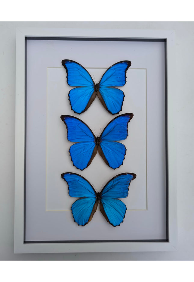 Insectrum Framed Morpho Didius Butterfly Display, A3 Size, Triple Blue Giant Iridescent Specimens, Professional Taxidermy