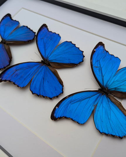 Insectrum Framed Morpho Didius Butterfly Display, A3 Size, Triple Blue Giant Iridescent Specimens, Professional Taxidermy