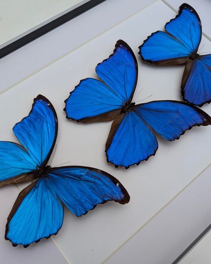 Insectrum Framed Morpho Didius Butterfly Display, A3 Size, Triple Blue Giant Iridescent Specimens, Professional Taxidermy