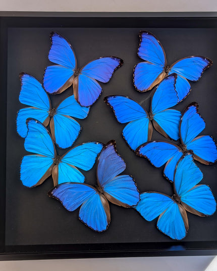 Insectrum Giant Blue Morpho Butterfly Frame, 40.6 x 40.6 cm, 9 Real Iridescent Specimens, Black Background