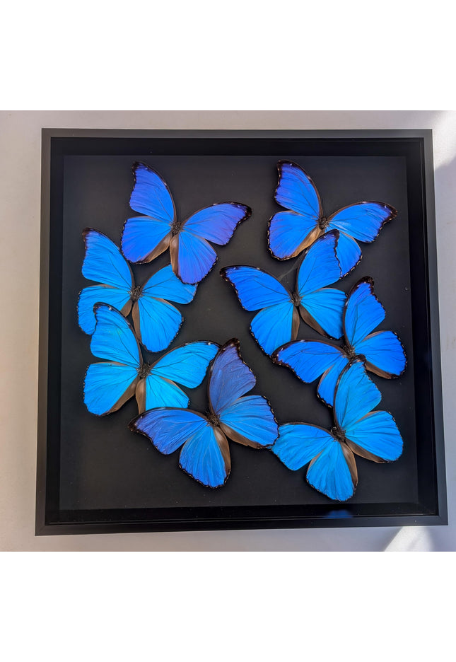 Insectrum Giant Blue Morpho Butterfly Frame, 40.6 x 40.6 cm, 9 Real Iridescent Specimens, Black Background