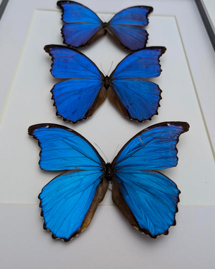 Insectrum Framed Morpho Didius Butterfly Display, A3 Size, Triple Blue Giant Iridescent Specimens, Professional Taxidermy