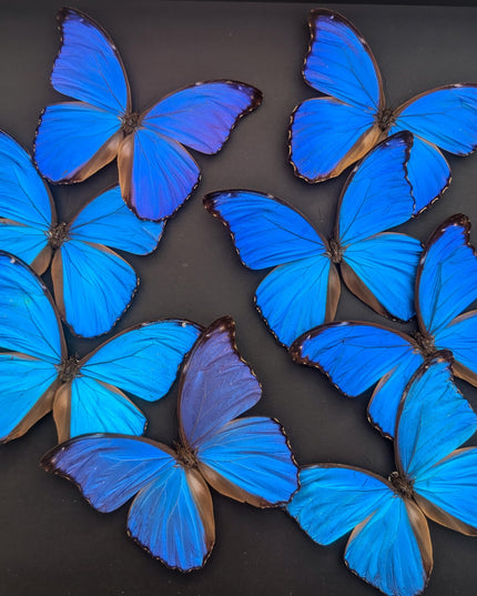 Insectrum Giant Blue Morpho Butterfly Frame, 40.6 x 40.6 cm, 9 Real Iridescent Specimens, Black Background