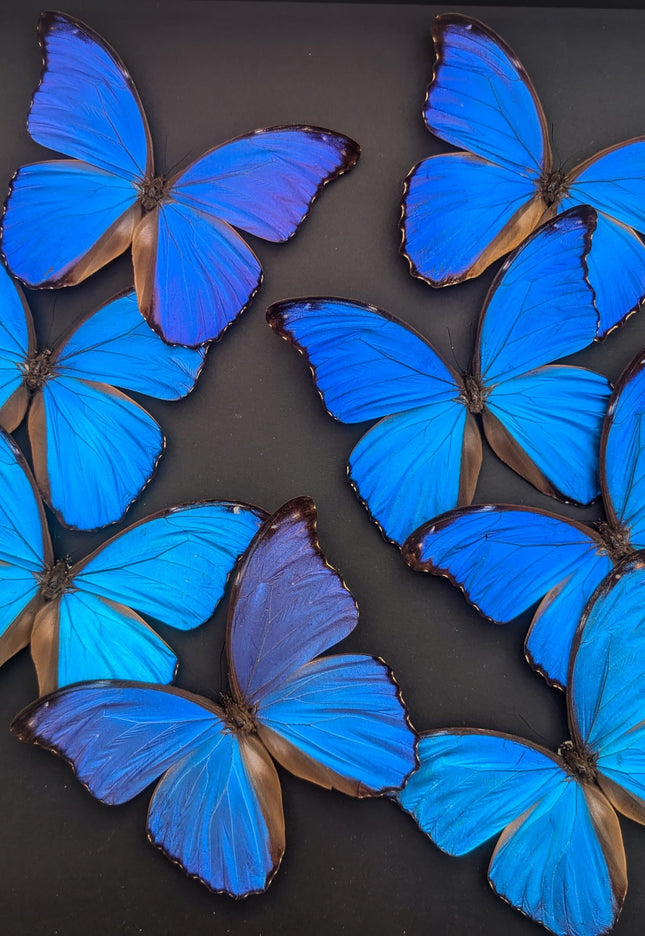 Insectrum Giant Blue Morpho Butterfly Frame, 40.6 x 40.6 cm, 9 Real Iridescent Specimens, Black Background
