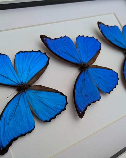 Insectrum Framed Morpho Didius Butterfly Display, A3 Size, Triple Blue Giant Iridescent Specimens, Professional Taxidermy
