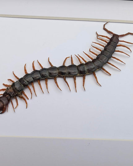 Insectrum Framed Scolopendra Morsitans Taxidermy Display, Indonesian Red-Headed Centipede, 20.3 x 25.4 cm Nature Art