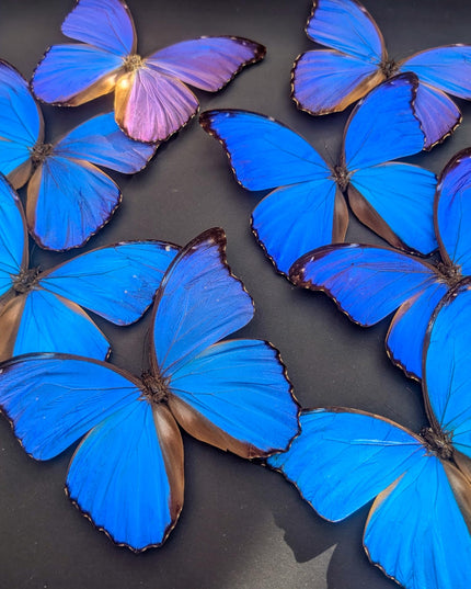 Insectrum Giant Blue Morpho Butterfly Frame, 40.6 x 40.6 cm, 9 Real Iridescent Specimens, Black Background