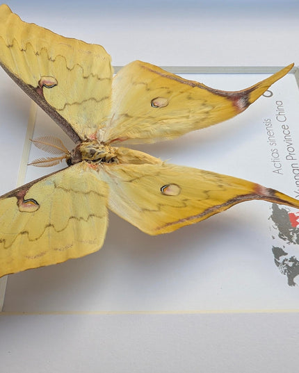 Insectrum Framed Actias Sinensis Golden Moon Moth, Real Taxidermy Specimen from Yunnan China, 20x20 cm Wall Decor