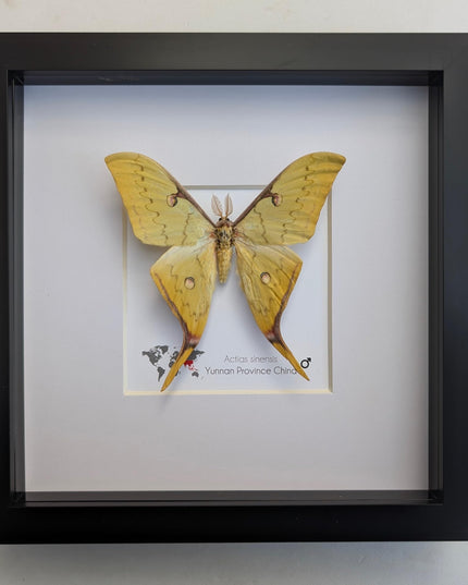 Insectrum Framed Actias Sinensis Golden Moon Moth, Real Taxidermy Specimen from Yunnan China, 20x20 cm Wall Decor