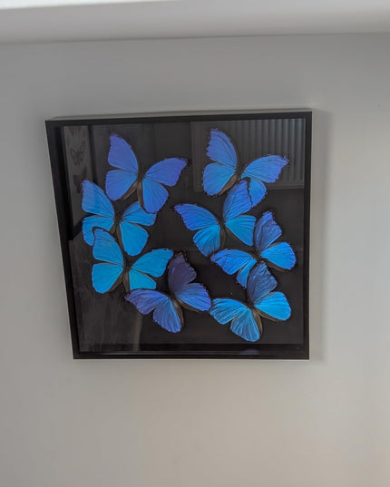 Insectrum Giant Blue Morpho Butterfly Frame, 40.6 x 40.6 cm, 9 Real Iridescent Specimens, Black Background